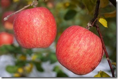 りんご農家